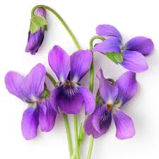 Violet Botanical Extract